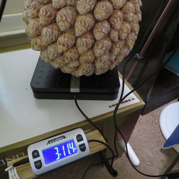 Giant Sea Shell REAL Ball - Orb - 28.5" round 3lbs+ Coastal Decoration - Picture 7 of 7